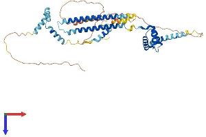 AlphaFold protein structure predicition of Mouse Recombinant Pbx3 Protein, UniprotID O35317