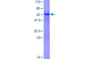 Image no. 1 for Cyclin H (CCNH) (AA 1-323) protein (GST tag) (ABIN1348473)