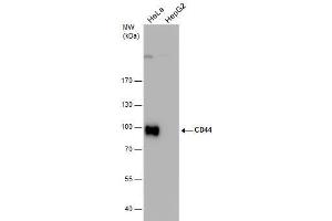 WB Image CD44 antibody detects CD44 protein by western blot analysis. (CD44 anticorps)
