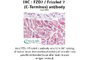 Image no. 1 for anti-Frizzled Family Receptor 7 (FZD7) (C-Term) antibody (ABIN1734506) (FZD7 anticorps  (C-Term))