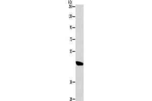 Western Blotting (WB) image for anti-Bombesin-Like Receptor 3 (BRS3) antibody (ABIN2432737)