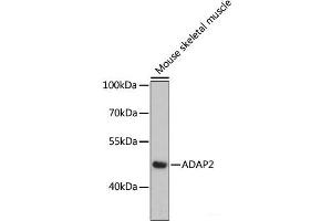ADAP2 anticorps