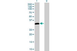 Western Blot analysis of DAPP1 expression in transfected 293T cell line by DAPP1 MaxPab polyclonal antibody. (DAPP1 anticorps  (AA 1-280))