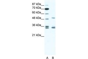 Western Blotting (WB) image for anti-Zinc Finger Protein 488 (ZNF488) antibody (ABIN2461317) (ZNF488 anticorps)