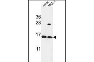SPRR1A Antibody (C-term) (ABIN653515 and ABIN2842918) western blot analysis in Jurkat,MCF-7 cell line lysates (35 μg/lane). (SPRR1A anticorps  (C-Term))