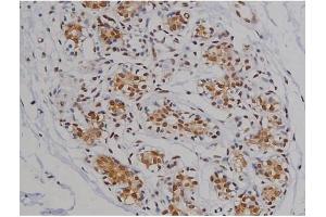 ABIN6267360 at 1/200 staining Human heart tissue sections by IHC-P.