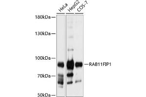 Western blot analysis of extracts of various cell lines, using RFIP1 antibody (ABIN6130589, ABIN6146543, ABIN6146544 and ABIN6224932) at 1:1000 dilution. (RAB11FIP1 anticorps  (AA 330-540))