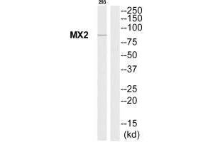 Western blot analysis of extracts from 293 cells, using MX2 antibody. (MX2 anticorps)