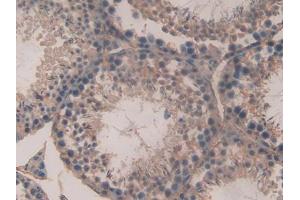 DAB staining on IHC-P; Samples: Mouse Testis Tissue (SPTAN1 anticorps  (AA 1605-1806))