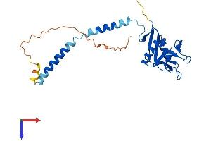 AlphaFold protein structure predicition of Mouse Recombinant Cd209d Protein, UniprotID Q91ZW8