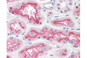 Anti-AGAP3 / CENTG3 antibody IHC of human kidney. (AGAP3 anticorps  (AA 899-911))