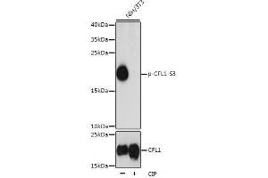 Western blot analysis of extracts of NIH/3T3 cells using Phospho-CFL1(S3) Polyclonal Antibody at dilution of 1:1000. (Cofilin anticorps  (pSer3))