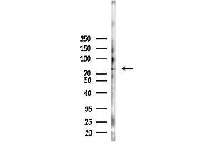 anti-Aryl Hydrocarbon Receptor Nuclear Translocator-Like (ARNTL) (pSer42) antibody