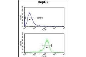 RN Antibody (Center) (ABIN651929 and ABIN2840458) flow cytometric analysis of HepG2 cells (bottom histogram) compared to a negative control cell (top histogram). (RNF208 anticorps  (AA 86-115))