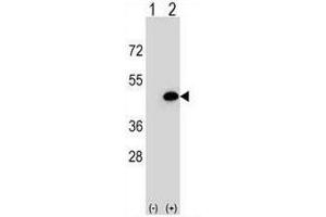 Western blot analysis of EIF3H (arrow) using rabbit polyclonal EIF3H Antibody (N-term) .