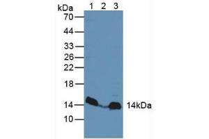 Figure. (MAPKSP1 anticorps  (AA 1-124))
