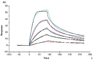 Human LDLR, His Tag immobilized on CM5 Chip can bind Mouse PCSK9, His Tag with an affinity constant of 0.