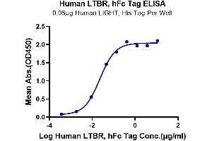 Immobilized Human LIGHT, His Tag at 0. (LTBR Protein (AA 31-227) (Fc Tag))