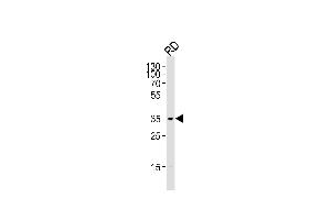 Western blot analysis of lysate from RD cell line,using Cyclin D2 Antibody (Ab-280)(ABIN1450707 and ABIN1450709). (Cyclin D2 anticorps)