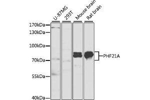 Western blot analysis of extracts of various cell lines, using PHF21A antibody (ABIN6128445, ABIN6145543, ABIN6145544 and ABIN6221941) at 1:1000 dilution. (PHF21A anticorps  (AA 461-680))