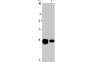 Western Blotting (WB) image for anti-Amyloid beta (A4) Precursor Protein-Binding, Family A, Member 1 (APBA1) antibody (ABIN2432486) (APBA1 anticorps)