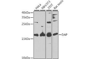 Western blot analysis of extracts of various cell lines, using DAP antibody (ABIN6130322, ABIN6139397, ABIN6139398 and ABIN6221757) at 1:1000 dilution. (DAP anticorps  (AA 1-102))