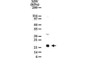Western blot analysis of LY86 in cell lysates from Ramos using LY86 polyclonal antibody  at 2 ug/mL dilution. (LY86 anticorps  (AA 112-125))
