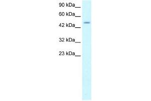 ZNF365 antibody (20R-1067) used at 0. (ZNF365 anticorps  (N-Term))