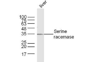 Mouse Liver lysates probed with Serine racemase Polyclonal Antibody, Unconjugated  at 1:300 dilution and 4˚C overnight incubation. (SRR anticorps  (AA 1-100))