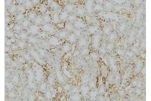 ABIN6279784 at 1/100 staining Mouse kidney tissue by IHC-P. (SERP1 anticorps  (Internal Region))