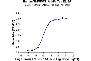 Immobilized Human RANKL, His Tag at 5 μg/mL (100 μL/well) on the plate. (TNFRSF11A Protein (AA 30-212) (Fc Tag))