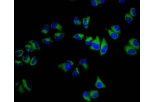 Immunofluorescence staining of Hela cells with ABIN7145527 at 1:200, counter-stained with DAPI. (SGCB anticorps  (AA 124-219))