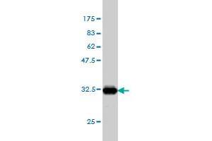 Western Blot detection against Immunogen (33. (IL-27 anticorps  (AA 177-243))