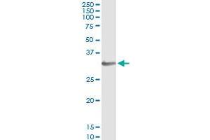 Immunoprecipitation of HOXB1 transfected lysate using anti-HOXB1 monoclonal antibody and Protein A Magnetic Bead , and immunoblotted with HOXB1 MaxPab rabbit polyclonal antibody.