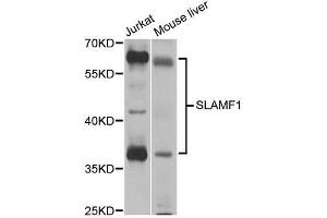 Western blot analysis of extracts of various cell lines, using SLAMF1 antibody. (SLAMF1 anticorps  (AA 21-237))