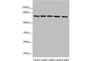 Western blot All lanes: SDHA antibody at 10 μg/mL Lane 1: Rat heart tissue Lane 2: Mouse spleen tissue Lane 3: Mouse liver tissue Lane 4: Hela whole cell lysate Lane 5: Zebrafish lysate Secondary Goat polyclonal to rabbit IgG at 1/10000 dilution Predicted band size: 73, 68, 57 kDa Observed band size: 73 kDa