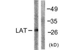 Western Blotting (WB) image for anti-Linker For Activation of T Cells (LAT) (AA 191-240) antibody (ABIN2888672) (LAT anticorps  (AA 191-240))