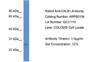 Western Blotting (WB) image for anti-Calbindin (CALB1) (C-Term) antibody (ABIN2788334) (CALB1 anticorps  (C-Term))