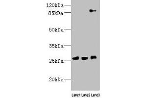 Western blot All lanes: DNAJC30 antibody at 10 μg/mL Lane 1: 293T whole cell lysate Lane 2: U87 whole cell lysate Lane 3: SH-SY5Y whole cell lysate Secondary Goat polyclonal to rabbit IgG at 1/10000 dilution Predicted band size: 26 kDa Observed band size: 26, 90 kDa