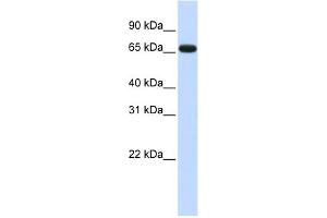WB Suggested Anti-ZNF775 Antibody Titration: 0. (ZNF775 anticorps  (N-Term))