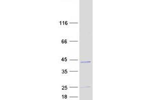 Validation with Western Blot
