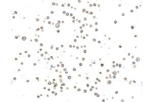 Immunocytochemistry (ICC) image for anti-Inducible T-Cell Co-Stimulator (ICOS) (AA 149-199) antibody (ABIN7453973) (Recombinant ICOS anticorps  (AA 149-199))