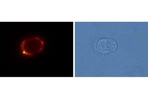 Expression of mGluR5 in rat GH3 pituitary cells - Cell surface detection of mGluR5 in live intact rat GH3 pituitary cells using Anti-mGluR5 (extracellular) Antibody (ABIN7043250, ABIN7044332 and ABIN7044333), (1:100), followed by goat-anti-rabbit-AlexaFluor-555 secondary antibody.