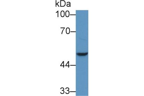 NADK anticorps  (AA 187-426)
