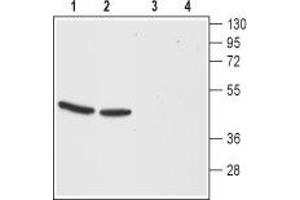Western blot analysis of mouse (lanes 1 and 3) and rat (lanes 2 and 4) brain membranes: - 1,2. (CCKBR anticorps  (Extracellular, N-Term))