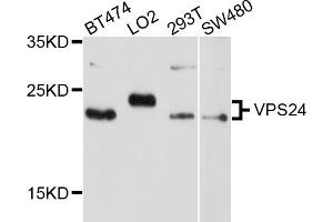 Western blot analysis of extracts of various cell lines, using VPS24 antibody (ABIN4905606) at 1:1000 dilution. (CHMP3 anticorps)