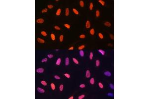 Immunofluorescence analysis of U-2 OS cells using DiMethyl-Histone H3-K14 pAb (ABIN7267679) at dilution of 1:100 (40x lens).