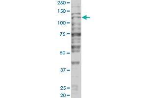 Western Blotting (WB) image for anti-Tripartite Motif Containing 24 (TRIM24) (AA 432-569) antibody (ABIN599067) (TRIM24 anticorps  (AA 432-569))