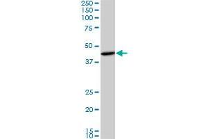 SMAD3 monoclonal antibody (M01), clone 2C12.