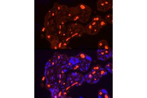 Immunofluorescence analysis of Human placenta using SLC4 antibody (7391 ) at dilution of 1:100. (Band 3/AE1 anticorps  (AA 1-353))